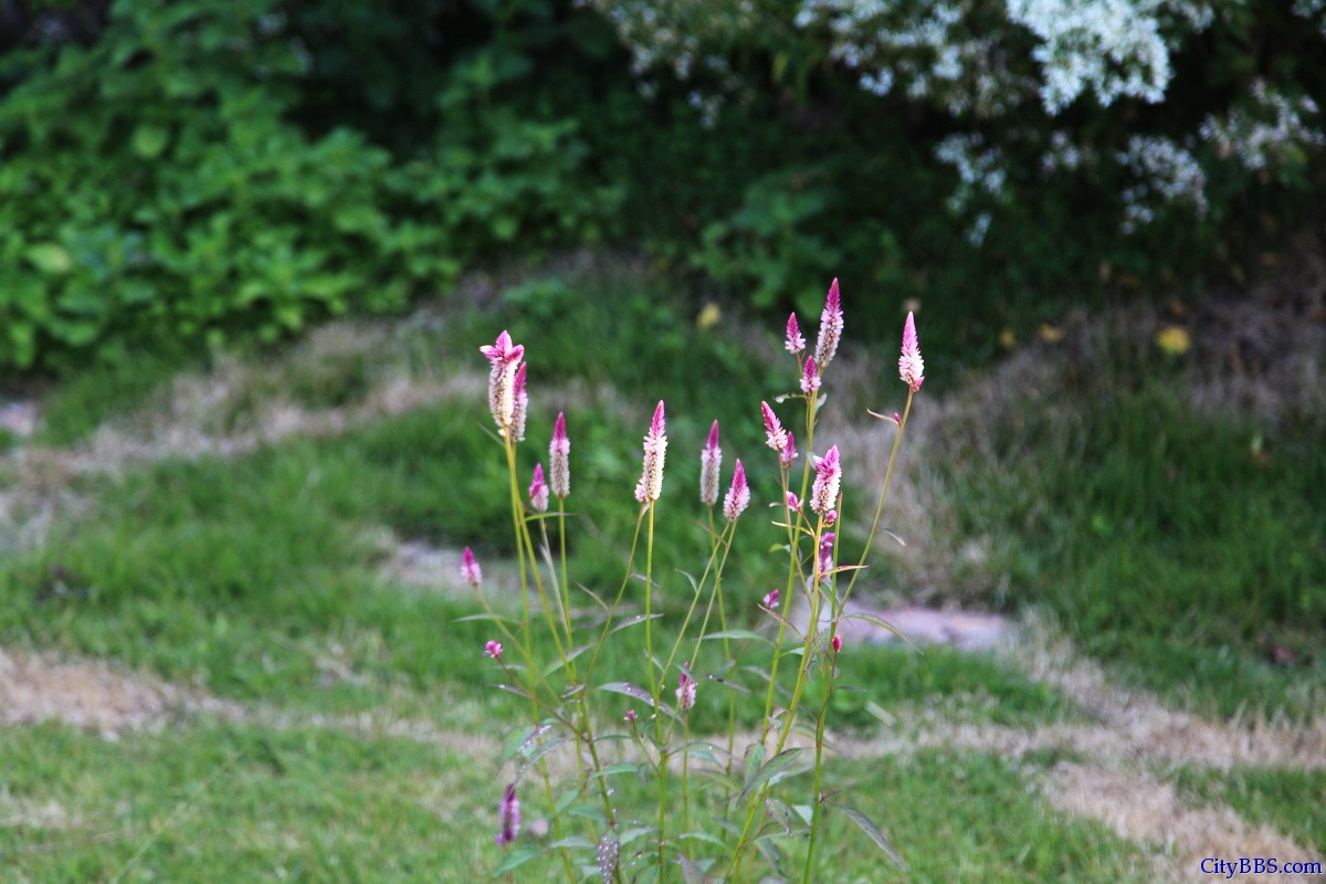 泰国北部清迈至Pai县自驾游 泰国北部清迈至Pai县自驾游